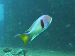 Pseudanthias rubrizonatus