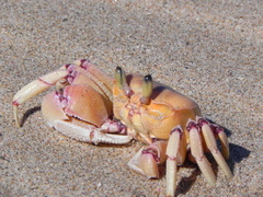 Ocypode ryderi