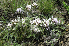 Astragalus testiculatus