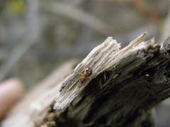 Pachygnatha listeri