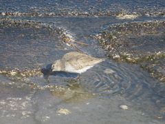 Calidris alpina