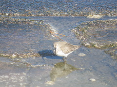 Calidris alpina