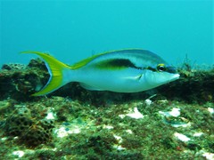 Scolopsis monogramma