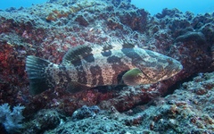 Epinephelus coioides
