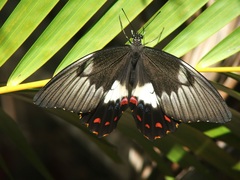 Papilio aegeus aegeus