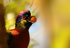 Purple-Crested Turaco photo 2