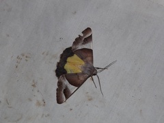 Niceteria macrocosma