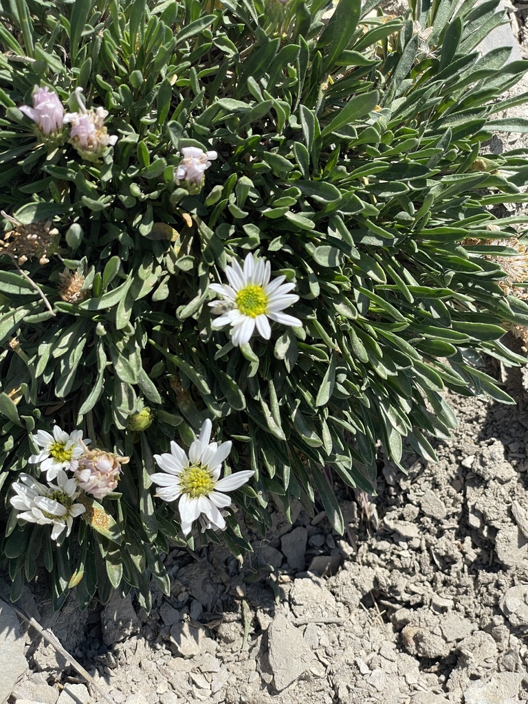 Gray's Ground-Daisy