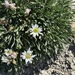 Gray's Ground-Daisy - Photo (c) Nick Moore, some rights reserved (CC BY-NC), uploaded by Nick Moore