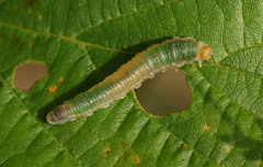 Nematinus fuscipennis