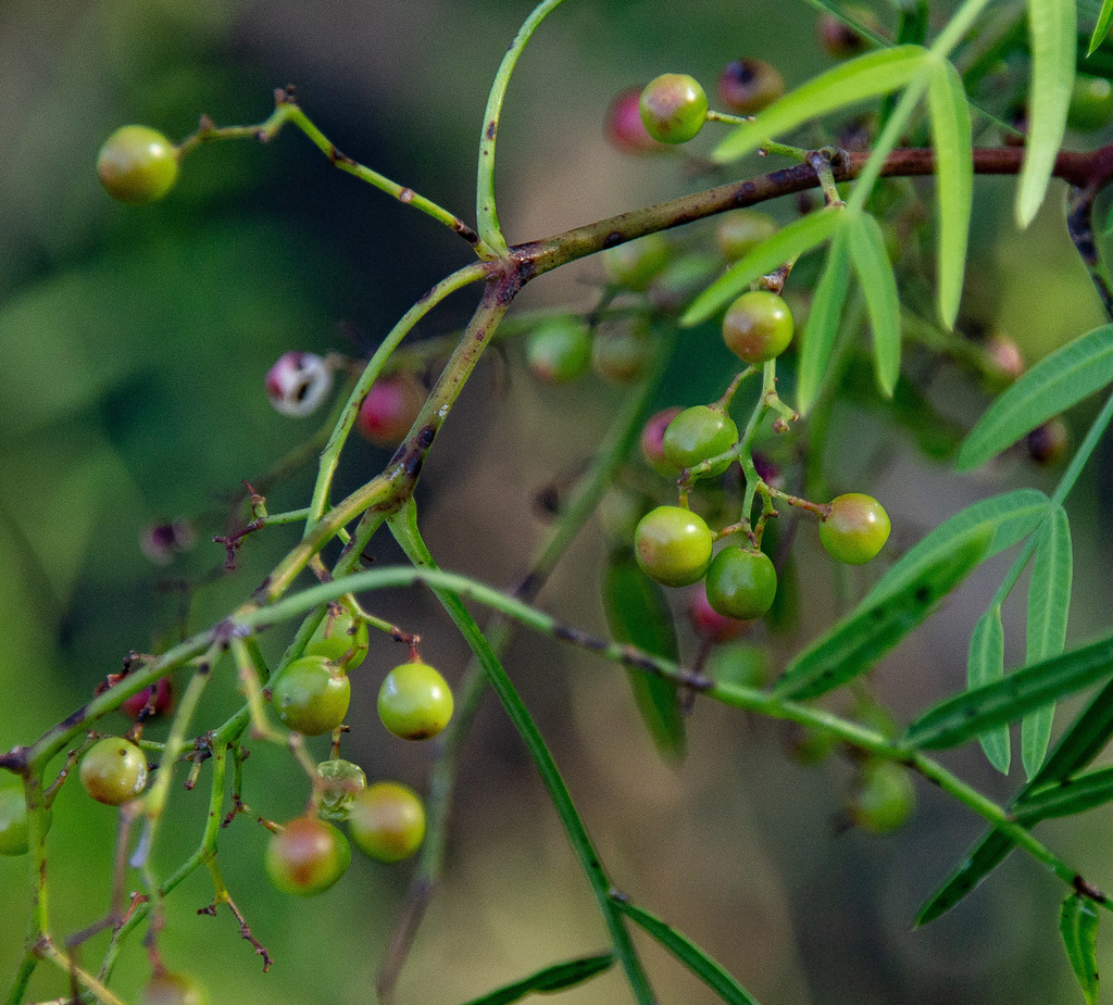 Schinus areira, Melbourne VIC, Australia