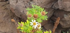 Argyranthemum haematomma image