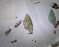 Eucyclodes buprestaria