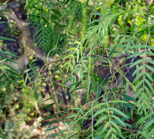 Schinus areira