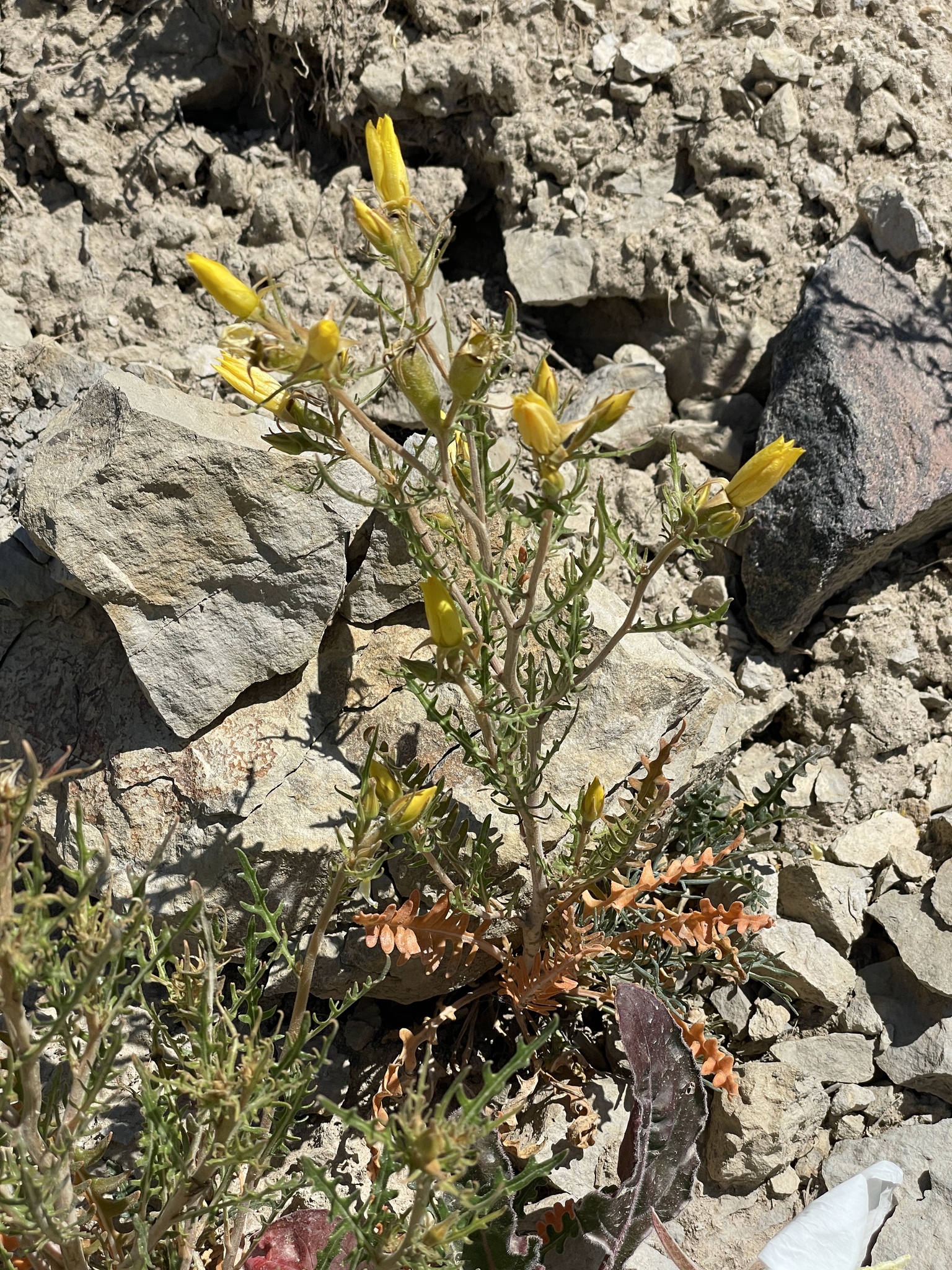 Mentzelia laciniata