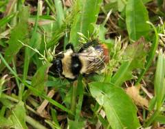 Bombus cullumanus