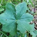 Alchemilla connivens - Photo (c) Rico Kaufmann, some rights reserved (CC BY-NC), uploaded by Rico Kaufmann