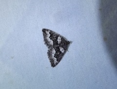 Chrysolarentia gypsomela