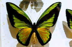 Ornithoptera goliath
