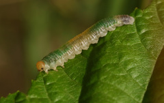 Nematinus fuscipennis