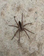 Dolomedes fimbriatus