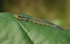 Nematinus fuscipennis