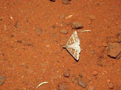 Dichromodes ioneura