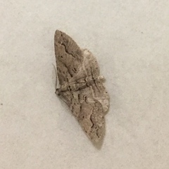 Syneora fractata