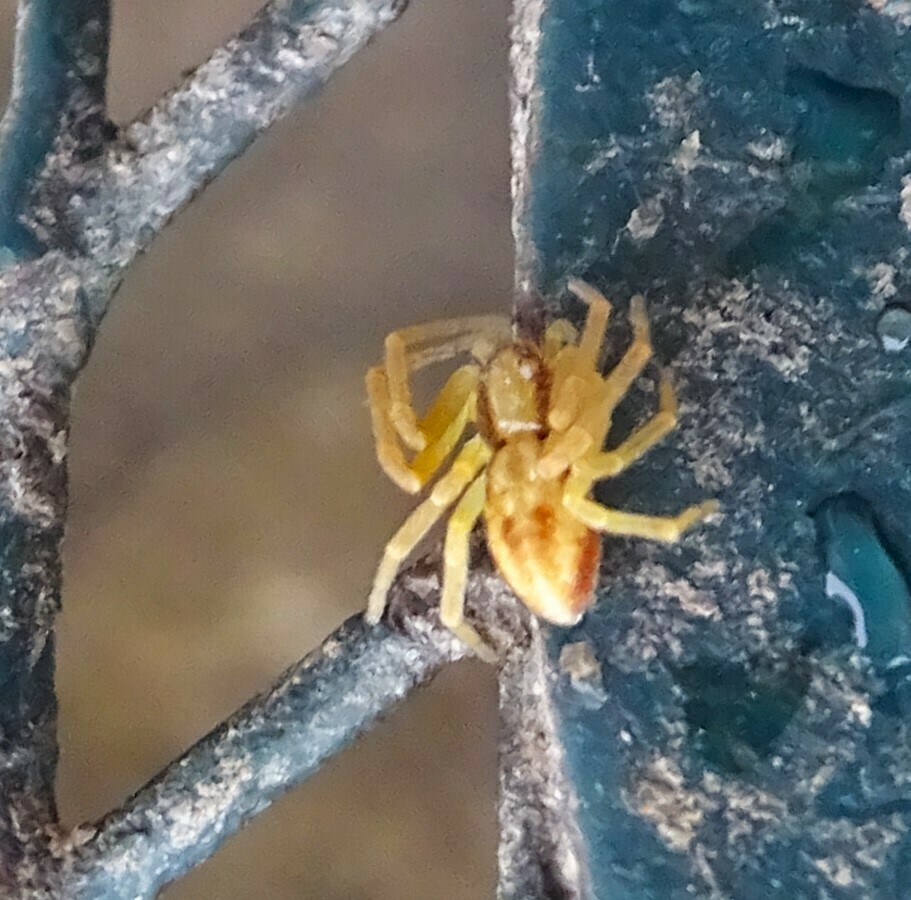 Running Crab Spiders from Cushing Drive, Essex Junction, VT, USA on