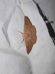 Monoctenia falernaria