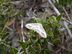 Dithalama cosmospila