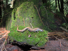 Morelos False Brook Salamander photo 2