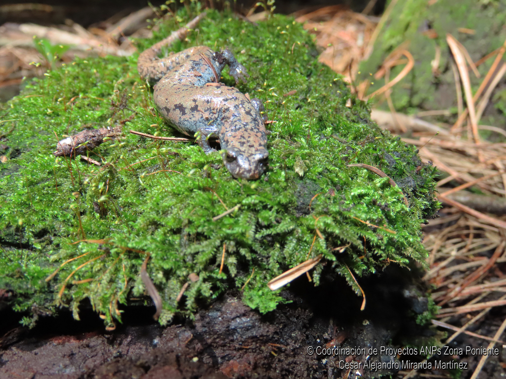 Morelos False Brook Salamander