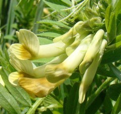 Vicia ciliatula