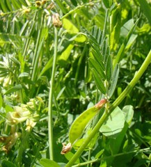 Vicia ciliatula