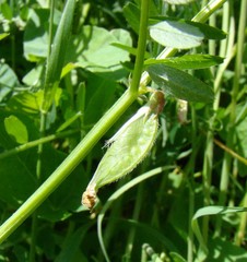Vicia ciliatula