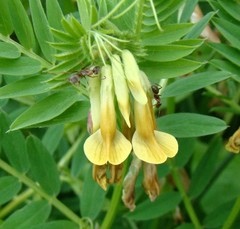 Vicia ciliatula