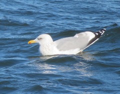 Larus argentatus vegae