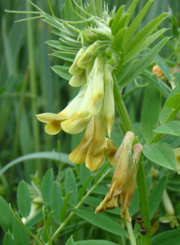 Vicia ciliatula