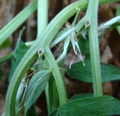 Vicia ciliatula