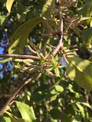 Dendrophthoe pentandra