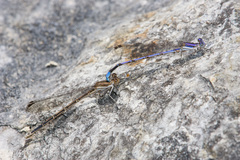 Argia hinei