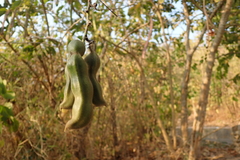 Mucuna pruriens utilis