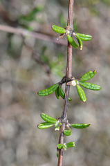 Olearia bullata