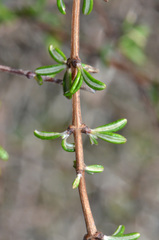 Olearia bullata