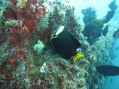 Chaetodontoplus meredithi