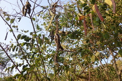 Mucuna pruriens utilis