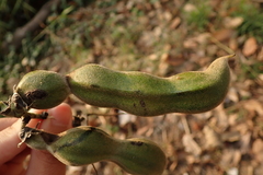 Mucuna pruriens utilis