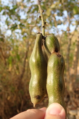 Mucuna pruriens utilis