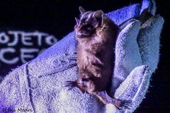 Artibeus lituratus